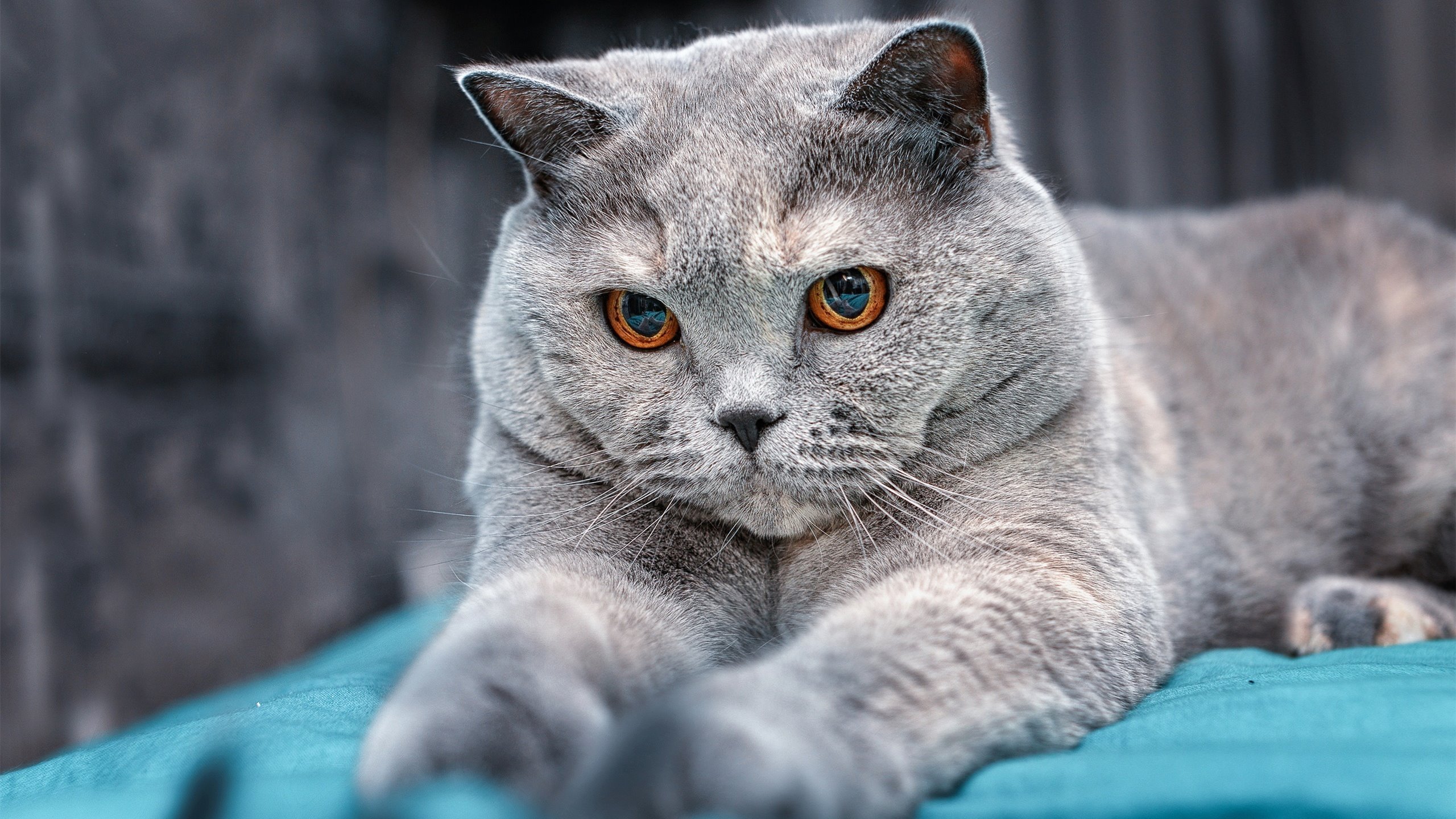 中国篮协布局未来制定长期发展蓝图,中国篮协现状