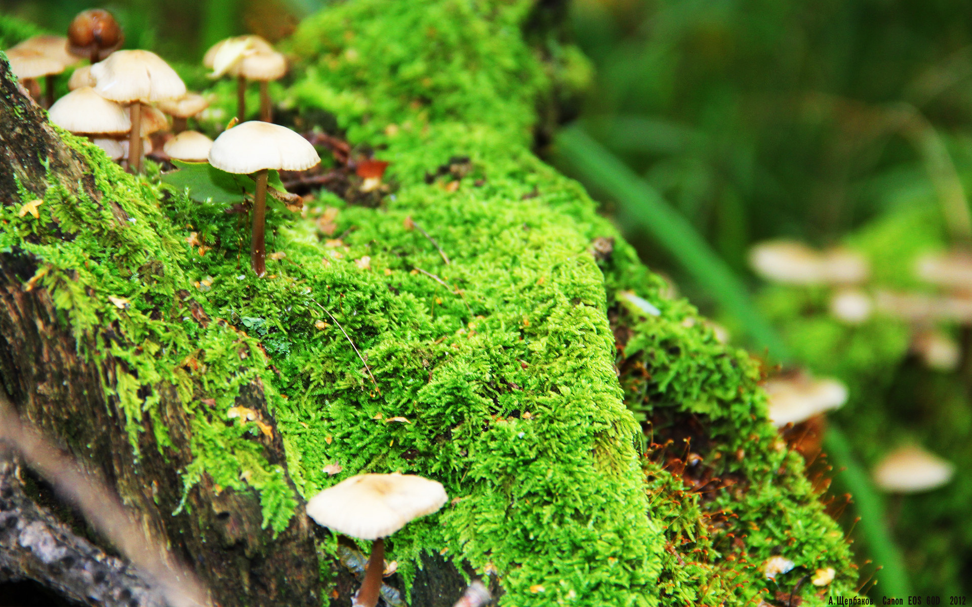 开云kaiyun-印度队勇闯2024年国际乒联混合团体世界杯四强，世预赛印度