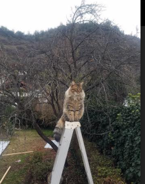 印度队勇闯2024年国际乒联混合团体世界杯四强，世预赛印度