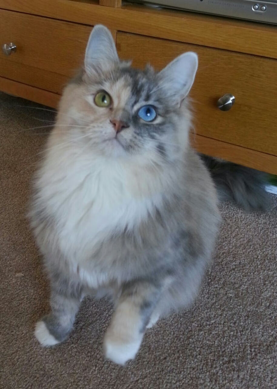 双前腰压迫第一线打破对手节奏，双前腰4222