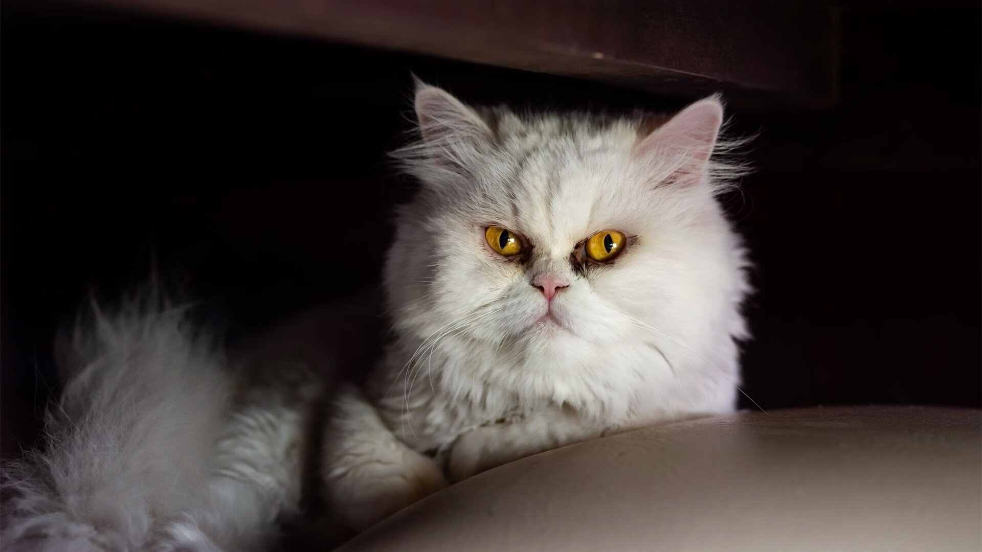 伊朗男篮在亚洲预赛中奋勇争先，冲击奥运奖牌梦如火如荼，伊朗男篮落选赛