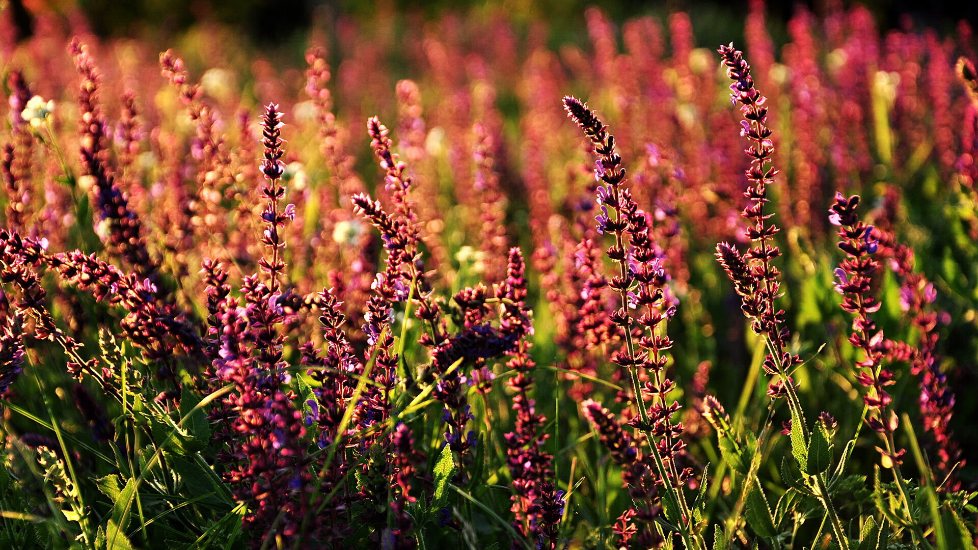 Kaiyun(中国)开云-仰泳项目朝鲜选手节奏稳定，仰泳视频教练讲解