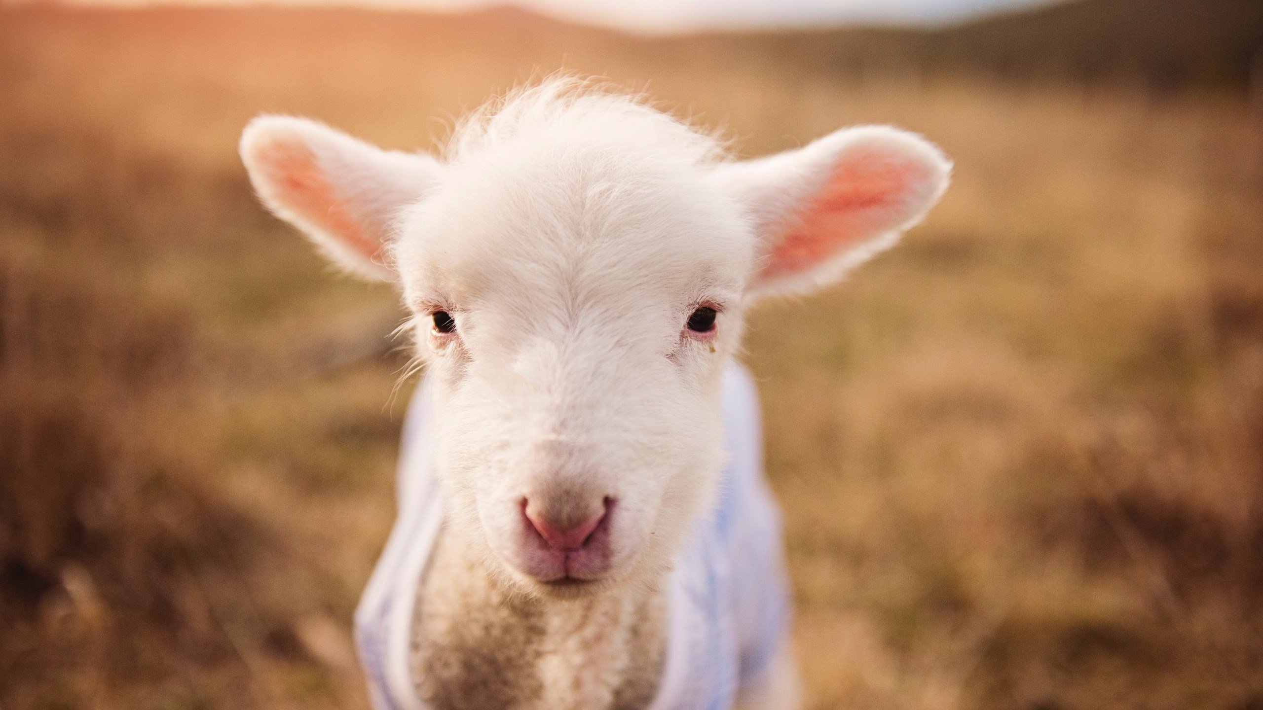 体育数据标准化工作组发布最新文件,体育标准化管理办法