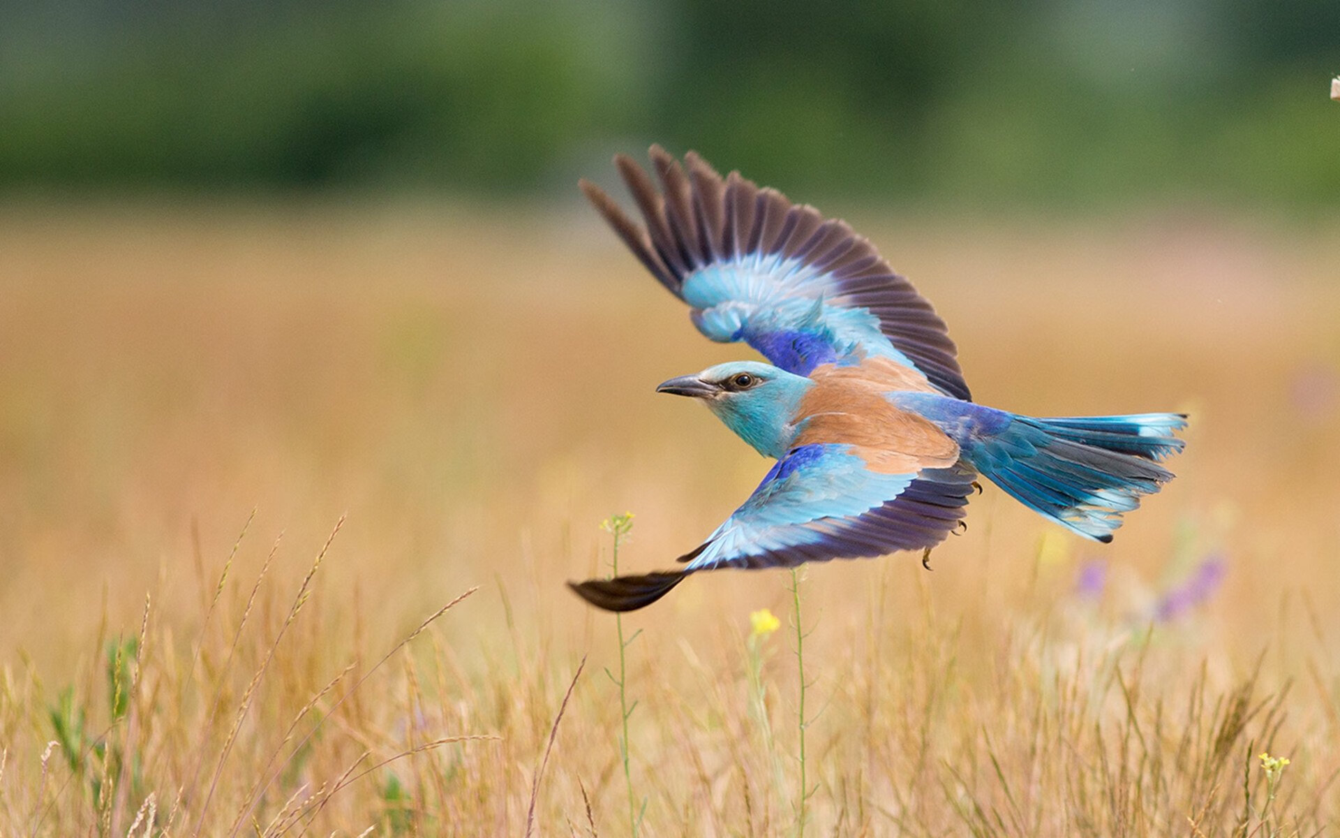 利比亚女篮在非洲锦标赛中表现积极，逐渐崭露头角