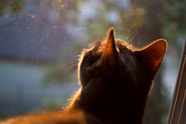 kaiyun.com-塞尔·拉恩：他是全黑队进攻的关键，突破速度超乎想象，拉塞尔的队友有多强