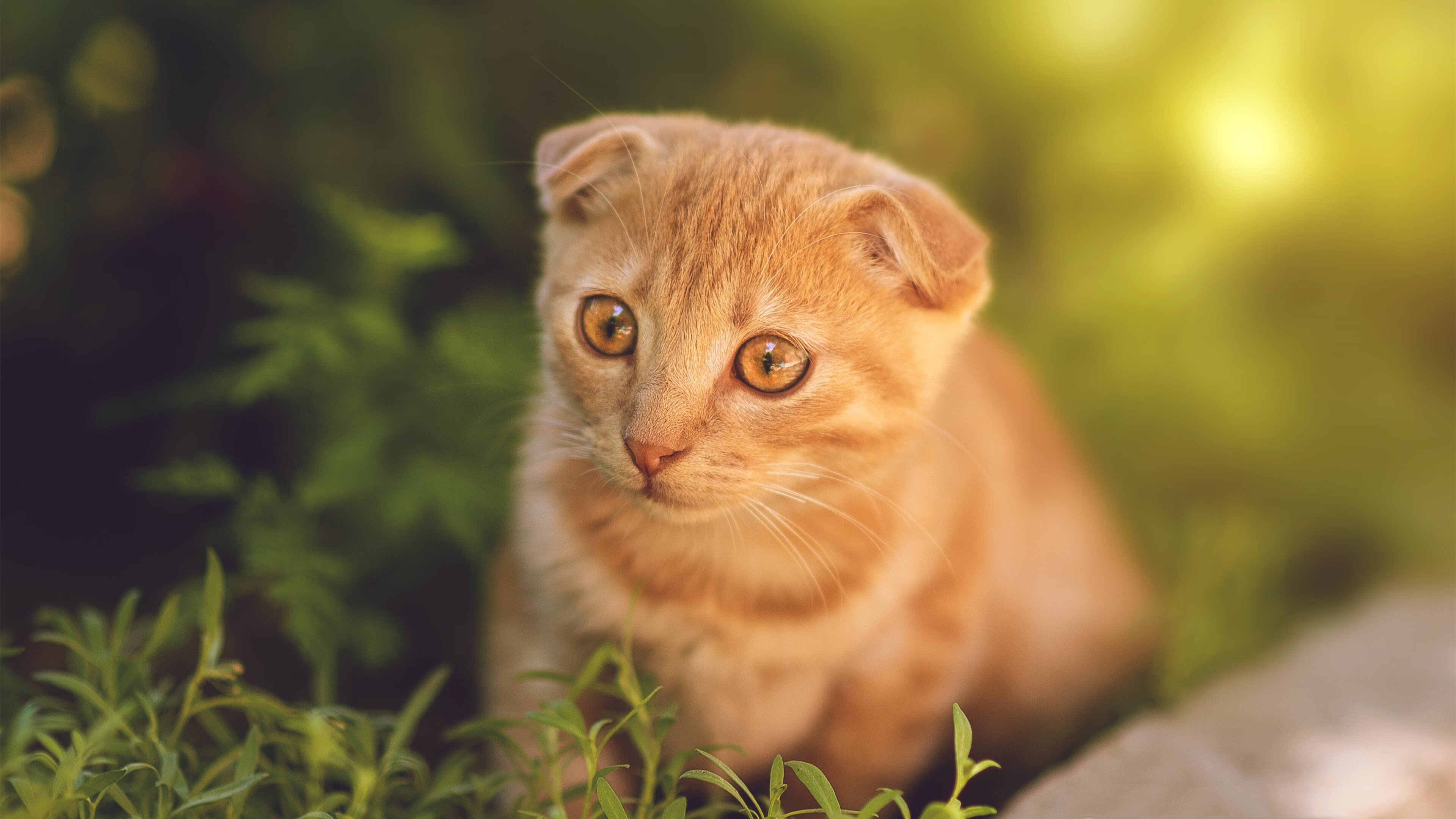 英超冲刺壮观：悬念高潮，精彩纷呈！，英超火爆