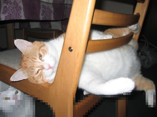 跳水决赛波兰选手状态佳,波兰最美跳高女运动员排名