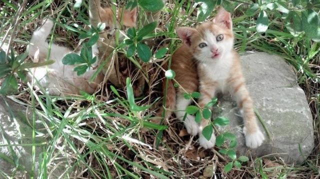 阿根廷年轻力量崭露头角，国家队未来充满希望