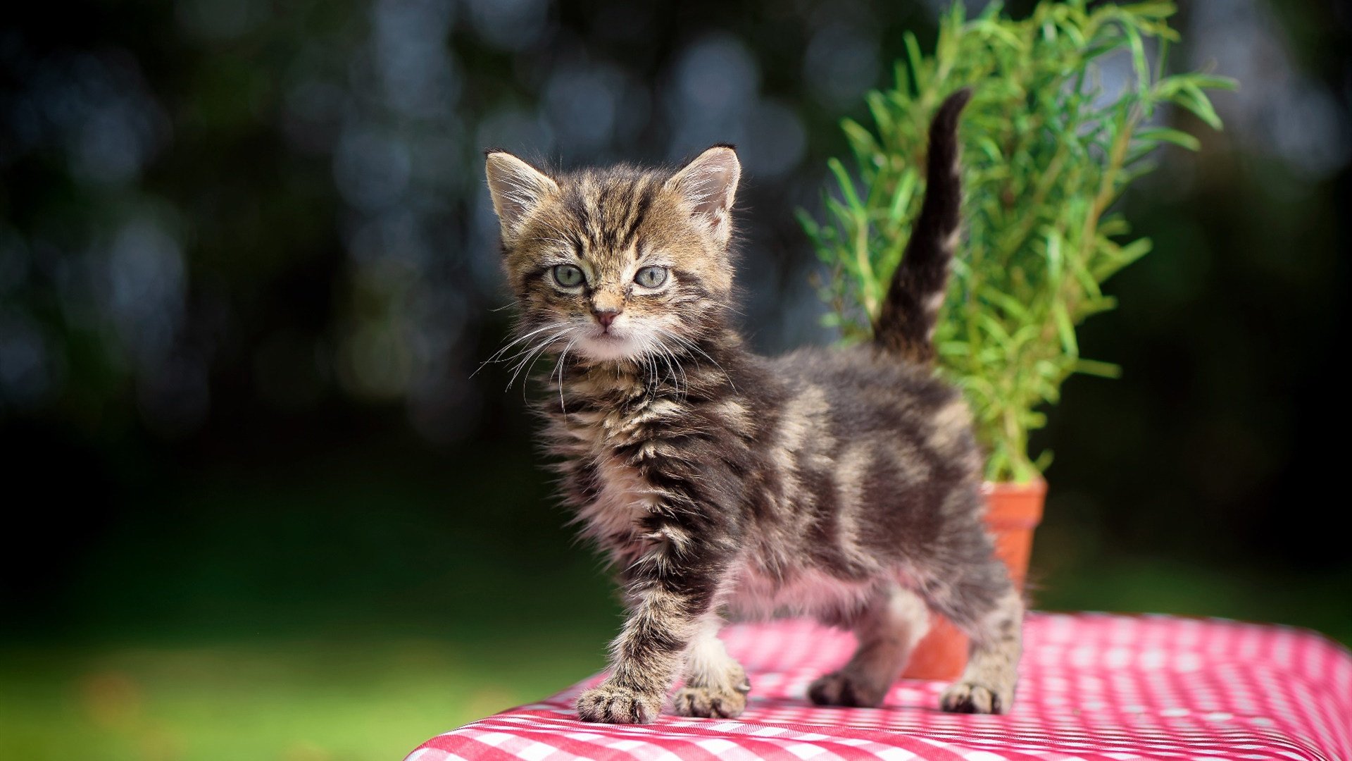 青少年篮球注重步伐协调性训练提升攻防能力,青少年篮球训练的原则
